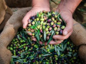 Ayvalık Zeytin Hasadı