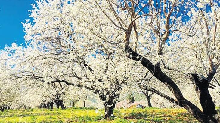 Datca Badem Cicegi Festivali Turu Festival Turlari