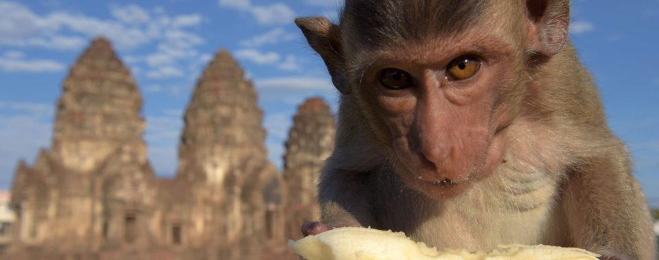 Lopburi Maymun Festivali | Tayland